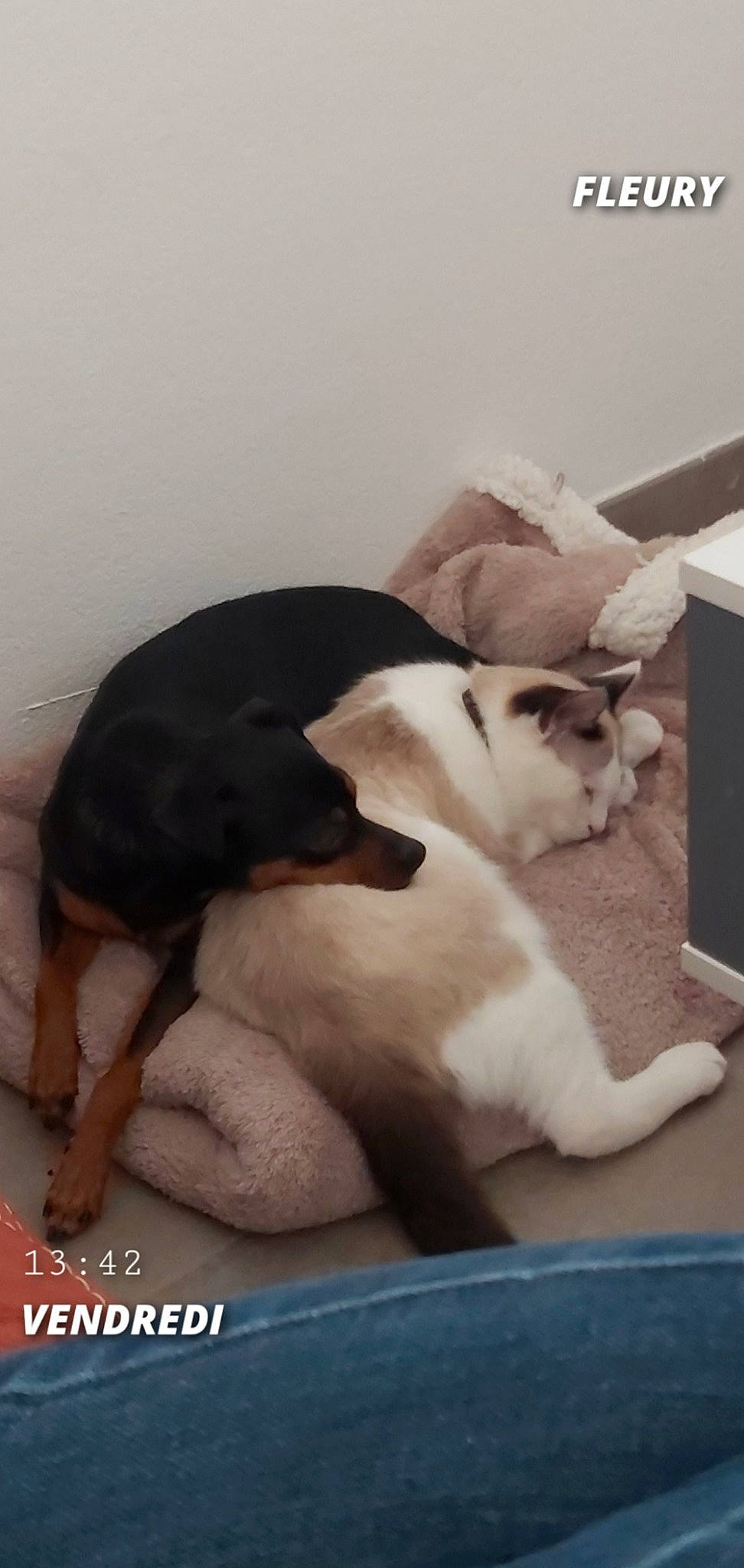 Picco participe au concours pour gagner de l'argent avec cette photo : canidae, carnivore, cat, fawn, felidae, kitten, mammal, nap, paw, small_to_medium_sized_cats, tail, whiskers