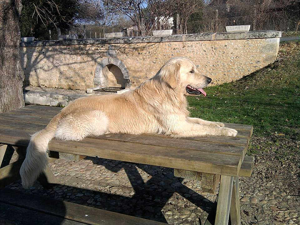 Filou