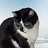 Seuss joined the competition — help win amazing prizes! cat, tuxedo_cat, sunglasses, aviator_sunglasses, black_and_white, pet, feline, whiskers, ears, eyes, nose, fur, portrait, close_up, serious_expression, funny, sky, clouds, outdoor, stylized