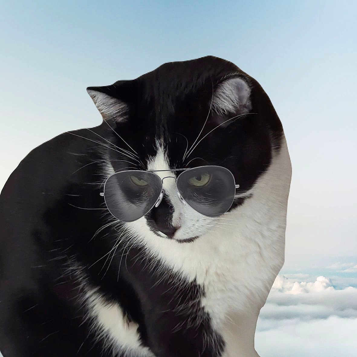 Seuss joined the competition — help win amazing prizes! cat, tuxedo_cat, sunglasses, aviator_sunglasses, black_and_white, pet, feline, whiskers, ears, eyes, nose, fur, portrait, close_up, serious_expression, funny, sky, clouds, outdoor, stylized