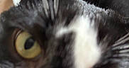 Seuss is registered to the contest to win money with this photo: cat, close_up, feline, whiskers, golden_eyes, black_and_white, gray_fur, white_markings, animal, pet, portrait, face, nose, eyes, ears, indoor, wood_floor, soft_focus, dramatic_stare, photography