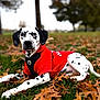 Lucky joined the competition — help win amazing prizes! dalmatian, dog, red_sweater, autumn_leaves, grass, outdoor, park, fall, canine, pet, animal, laying_down, black_and_white, spotted, nature, tree, leaf, season, cute, fur