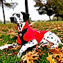 Lucky is registered to the contest to win money with this photo: dalmatian, dog, animal, pet, autumn, leaves, grass, red_hoodie, outdoor, park, nature, canine, spotted, laying_down, fall, tree, season, portrait, cute, furry