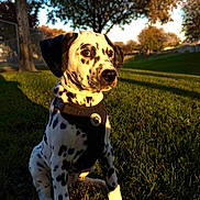 Lucky is registered to the contest to win money with this photo: dalmatian, puppy, dog, grass, outdoor, nature, tree, sunlight, autumn, pet, animal, canine, park, leash, collar, black_and_white, spotted, sitting, young, daylight