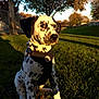 dalmatian, puppy, dog, grass, outdoor, nature, tree, sunlight, autumn, pet, animal, canine, park, leash, collar, black_and_white, spotted, sitting, young, daylight