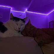 Jamal is registered to the contest to win money with this photo: animal, cat, closeup, companions, cozy, cute, domestic_animal, feline, fur, indoor, led_lights, napping, pets, purple_light, quiet, relaxation, resting, sleeping, two_cats, whiskers