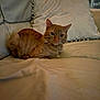 Jamal joined the competition — help win amazing prizes! animal, cat, couch, cozy, curious, domestic, ears, feline, fur, furniture, home, indoor, looking, orange_tabby, pet, pillow, relaxed, resting, soft_lighting, whiskers