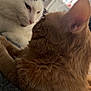 animal, cat, cats, close_up, companion, cozy, cute, domestic_cat, ears, feline, friendship, fur, indoor, orange_cat, pet, relaxed, sleepy, tabby_cat, whiskers, white_cat