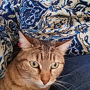 Pepite participe au concours pour gagner de l'argent avec cette photo : animal, background, blue, brown, cat, close_up, cute, domestic, ears, eyes, fabric, fur, indoor, pattern, pet, portrait, striped, tabby, whiskers, white