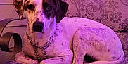 Harlee is registered to the contest to win money with this photo: animal, background, chain_collar, chair, cushion, decor, dog, ears, floor, furniture, indoor, leash, metal_armrest, patterned_fabric, pet, purple_lighting, relaxed, seated, spotted, tail