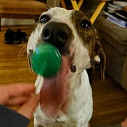 Harlee is registered to the contest to win money with this photo: animal, blurred, books, box, brown_and_white, closeup, dog, floor, furniture, green_lollipop, hand, human_hand, indoor, living_room, pet, playful, sock, table, tongue, wooden_floor