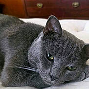 Thor Majestic joined the competition — help win amazing prizes! cat, gray_cat, pet, feline, animal, indoor, resting, close_up, whiskers, ears, eyes, fur, laying_down, cute, domestic_cat, sleepy, soft, bedroom, cozy, relaxed