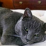 cat, gray_cat, pet, feline, animal, indoor, resting, close_up, whiskers, ears, eyes, fur, laying_down, cute, domestic_cat, sleepy, soft, bedroom, cozy, relaxed