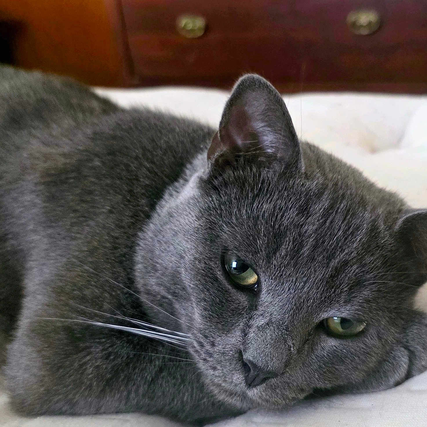 Thor Majestic joined the competition — help win amazing prizes! cat, gray_cat, pet, feline, animal, indoor, resting, close_up, whiskers, ears, eyes, fur, laying_down, cute, domestic_cat, sleepy, soft, bedroom, cozy, relaxed