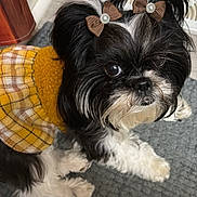 Lucia Marie joined the competition — help win amazing prizes! dog, pet, black_and_white, bow, dress, yellow, plaid, carpet, indoors, fur, cute, small_dog, pigtails, accessory, floor, heater_vent, looking_up, animal, domestic_animal, fur_texture