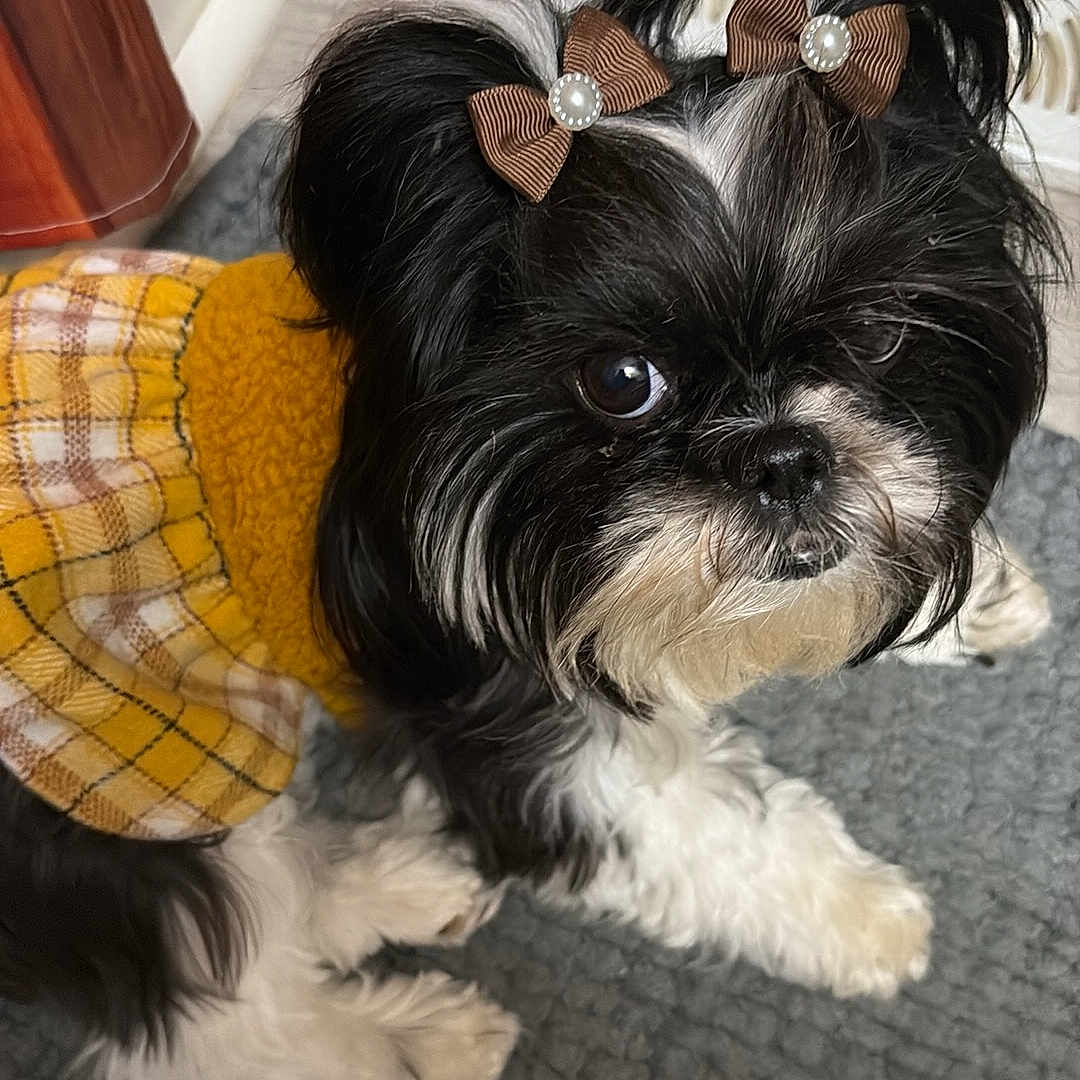 Lucia Marie joined the competition — help win amazing prizes! accessory, animal, black_and_white, bow, carpet, cute, dog, domestic_animal, dress, floor, fur, fur_texture, heater_vent, indoors, looking_up, pet, pigtails, plaid, small_dog, yellow