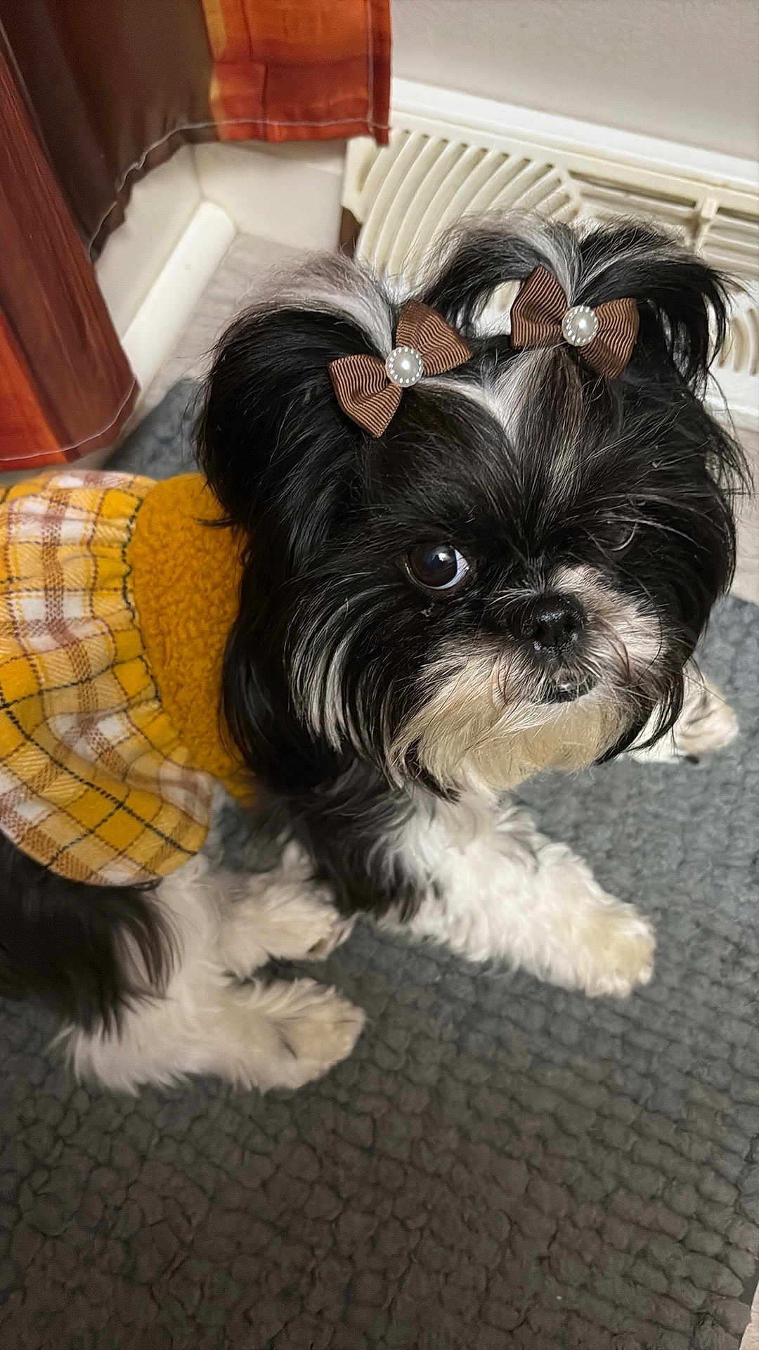 Lucia Marie joined the competition — help win amazing prizes! dog, pet, black_and_white, bow, dress, yellow, plaid, carpet, indoors, fur, cute, small_dog, pigtails, accessory, floor, heater_vent, looking_up, animal, domestic_animal, fur_texture