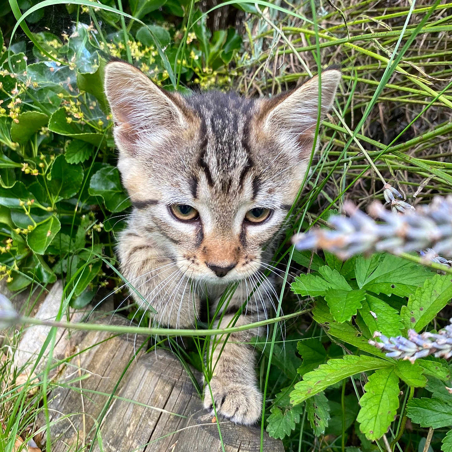 Peyo a rejoint le concours — aidez-le/la à gagner de superbes lots ! abyssinian, animal, cat, field, flower, grass, grassland, green, herbal, herbs, kitten, leaf, manx, nature, outdoors, pet, plant, soil, tree, vegetation