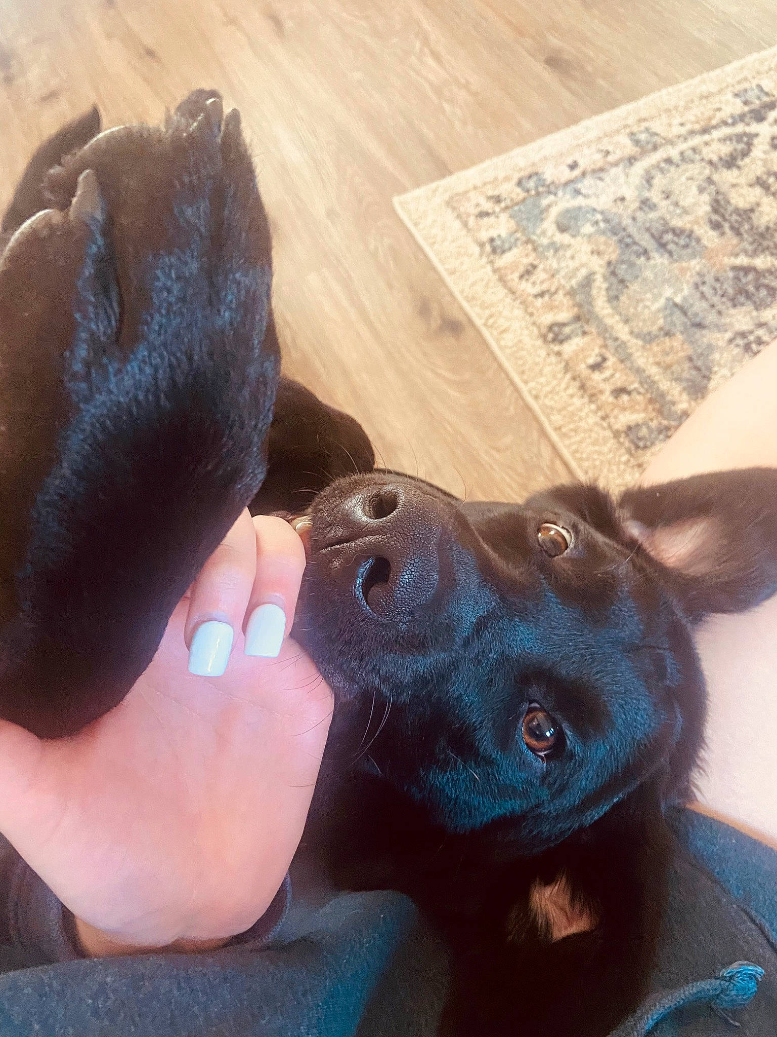 Cooper is registered to the contest to win money with this photo: canidae, carnivore, companion_dog, dog, dog_breed, ear, electric_blue, fawn, flooring, foot, gesture, hardwood, mammal, nail, snout, sporting_group, vertebrate, whiskers, wood, working_animal