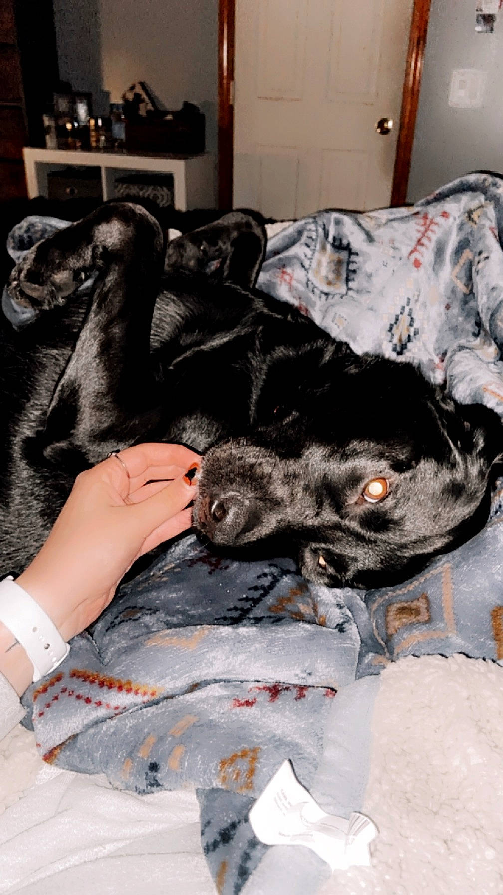 Cooper is registered to the contest to win money with this photo: canidae, carnivore, comfort, companion_dog, couch, dog, dog_breed, fur, gesture, lamp, living_room, nail, picture_frame, room, shelf, sporting_group, working_animal