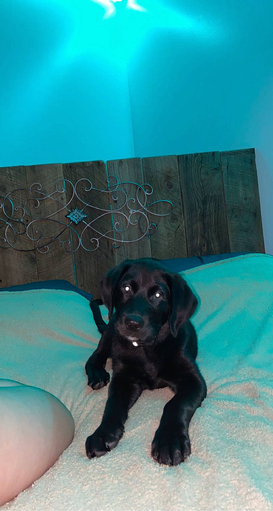 Cooper joined the competition — help win amazing prizes! azure, borador, canidae, carnivore, companion_dog, couch, dog, dog_breed, fawn, flooring, fur, guard_dog, gun_dog, liver, rectangle, retriever, room, sporting_group, working_animal, working_dog