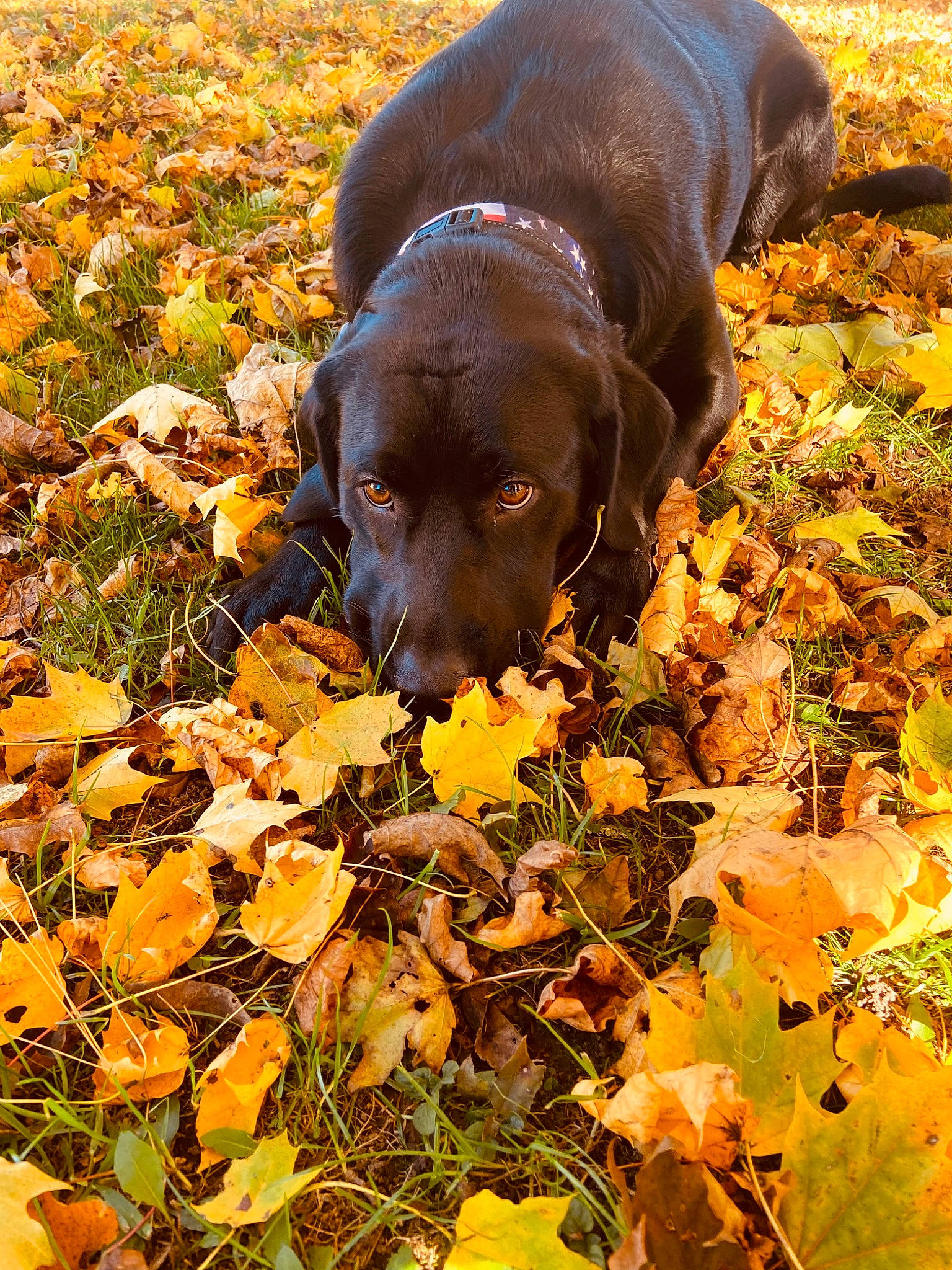 Cooper is registered to the contest to win money with this photo: autumn, canidae, carnivore, companion_dog, deciduous, dog, dog_breed, fawn, grass, groundcover, gun_dog, hunting_dog, liver, natural_landscape, people_in_nature, plant, soil, sporting_group, terrestrial_animal, working_animal