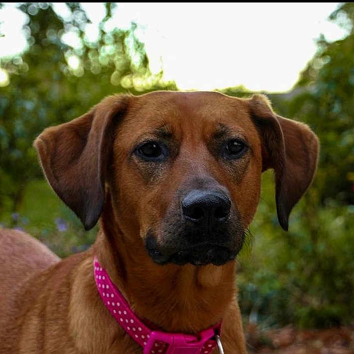 Nala