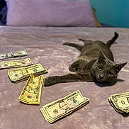 Zorro joined the competition — help win amazing prizes! cat, money, currency, dollar_bills, bed, blanket, gray_cat, pet, indoor, feline, stacked_bills, relaxed, lying_down, soft_texture, domestic_animal, currency_notes, bedroom, purple_blanket, resting, curious
