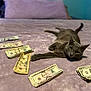 cat, money, currency, dollar_bills, bed, blanket, gray_cat, pet, indoor, feline, stacked_bills, relaxed, lying_down, soft_texture, domestic_animal, currency_notes, bedroom, purple_blanket, resting, curious