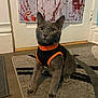 Zorro is registered to the contest to win money with this photo: cat, gray_cat, pet, indoor, carpet, door, poster, handprints, orange, black, costume, animal, feline, curious, sitting, floor, home, decor, spooky, halloween