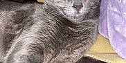 Zorro joined the competition — help win amazing prizes! cat, gray_cat, pet, sleeping, relaxing, cozy, blanket, soft, fur, animal, indoor, cute, whiskers, ears, paw, resting, closeup, domestic_cat, feline, comfort