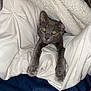 Zorro joined the competition — help win amazing prizes! cat, gray_cat, blanket, bed, cozy, paws, fur, indoor, resting, comfort, white_blanket, human_hand, curious, eyes, pet, animal, sleepy, soft, warm, domestic
