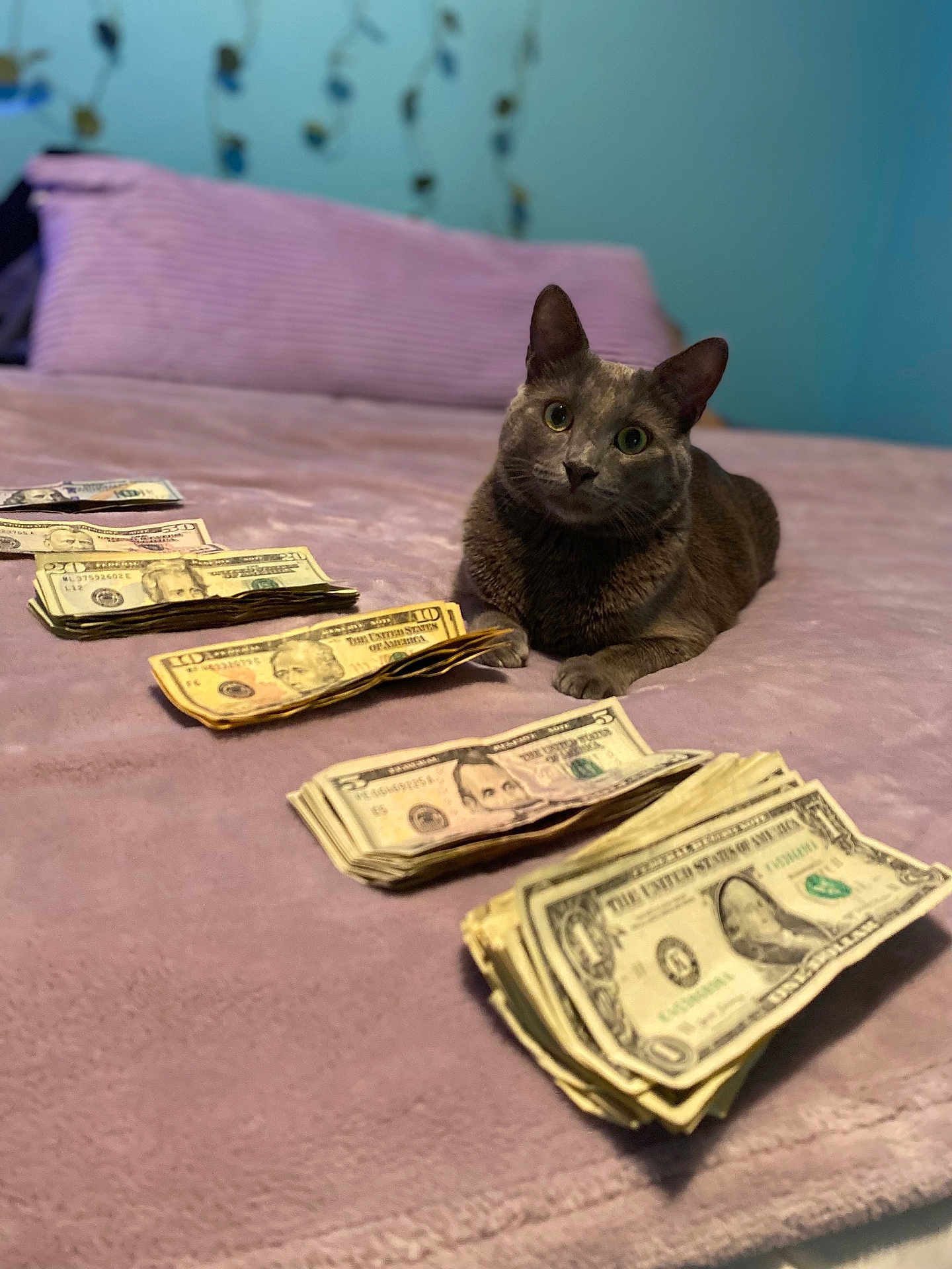 Zorro is registered to the contest to win money with this photo: cat, gray_cat, money, us_currency, bed, purple_blanket, stacked_bills, indoor, pet, animal, feline, currency, banknotes, relaxed, curious, soft_texture, household, cute, domestic, financial