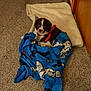 puppy, dog, blue_blanket, blanket, carpet, dog_bed, red_harness, harness, indoor, cozy, brown_and_white, looking_at_camera, pet, animal, floor, wooden_door, wall, textured_carpet, resting, cute