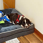 Hudson is registered to the contest to win money with this photo: puppy, dog, dog_bed, red_harness, blanket, hardwood_floor, baseboard_molding, wall, indoor, resting, cute, brown_and_white_fur, paws, nose, floppy_ears, fabric_texture, paper_tag, corner, close_up, soft_bed