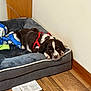 puppy, dog, dog_bed, red_harness, blanket, hardwood_floor, baseboard_molding, wall, indoor, resting, cute, brown_and_white_fur, paws, nose, floppy_ears, fabric_texture, paper_tag, corner, close_up, soft_bed