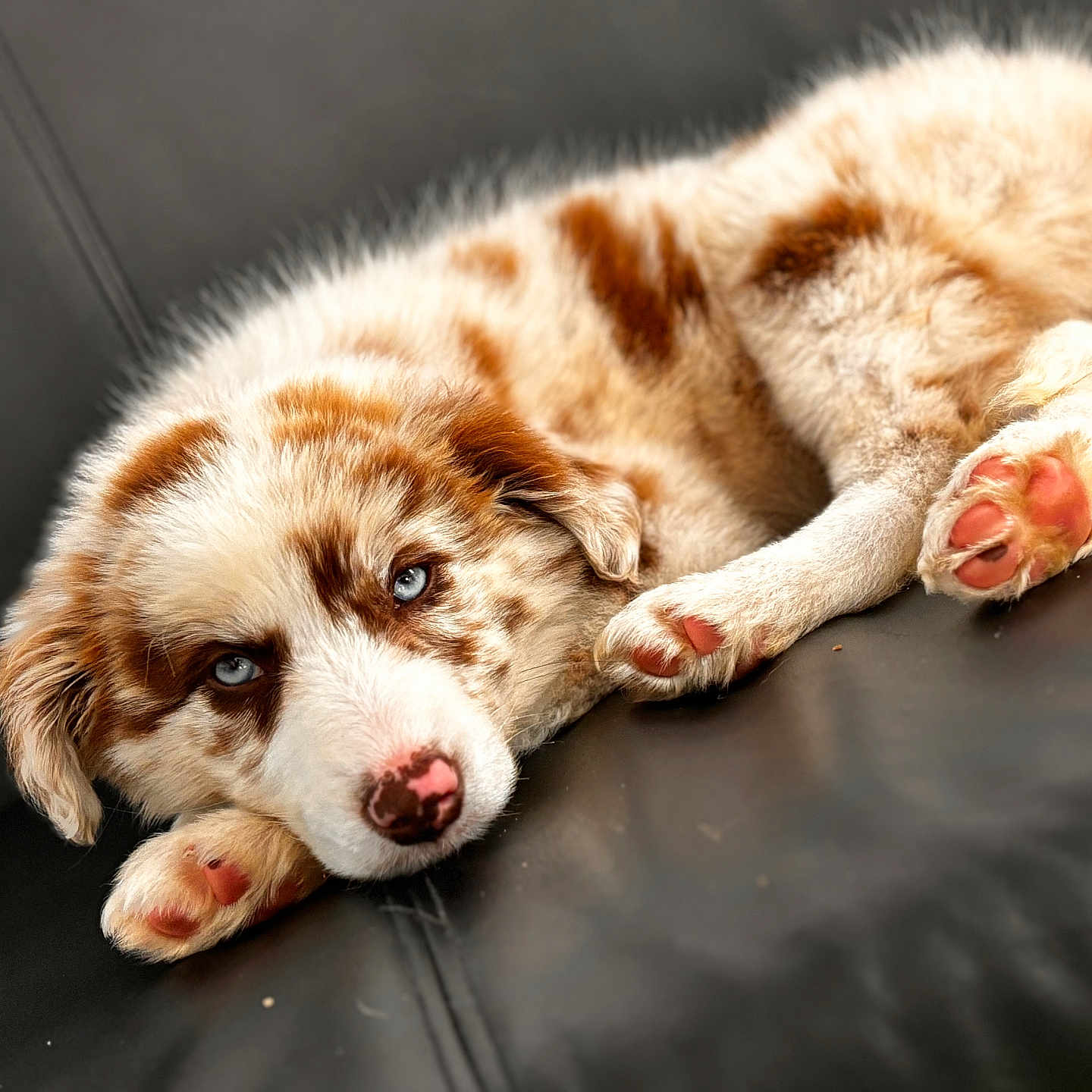 Sky joined the competition — help win amazing prizes! animal, canine, cat, cockerspaniel, collie, couch, dog, furniture, goldenretriever, hound, husky, kitten, manx, papillon, person, pet, puppy, sleeping, snout, terrier