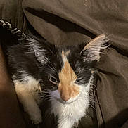 Cookie is registered to the contest to win money with this photo: cat, kitten, calico, animal, pet, fur, whiskers, ears, sleepy, cozy, brown_fabric, soft_lighting, close_up, cute, domestic_animal, resting, young, feline, indoor, warm