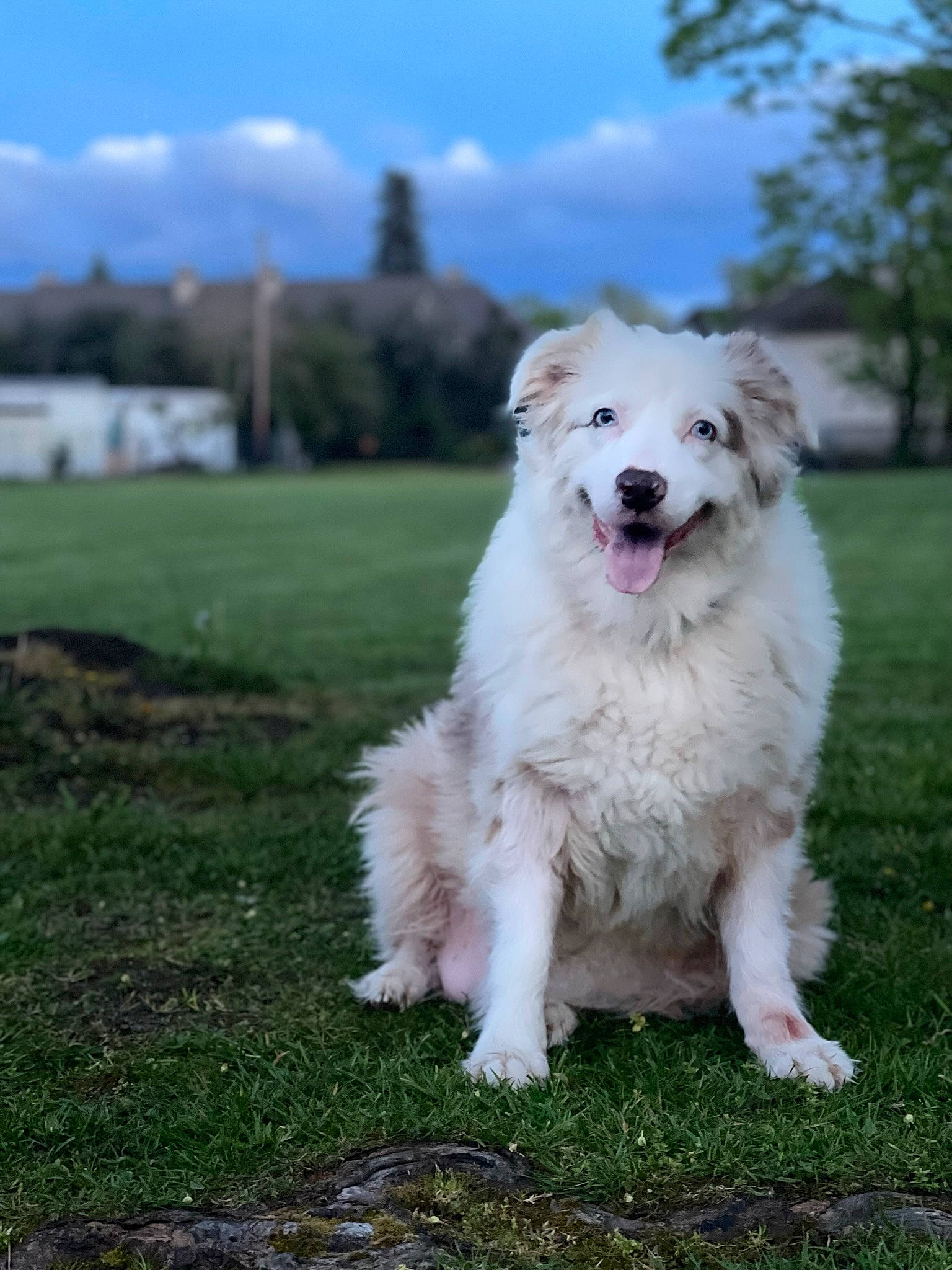 Sonora joined the competition — help win amazing prizes! canidae, carnivore, cloud, companion_dog, dog, dog_breed, fang, grass, great_pyrenees, herding_dog, kuvasz, plant, polish_tatra_sheepdog, sky, slovak_cuvac, sporting_group, tree, working_dog