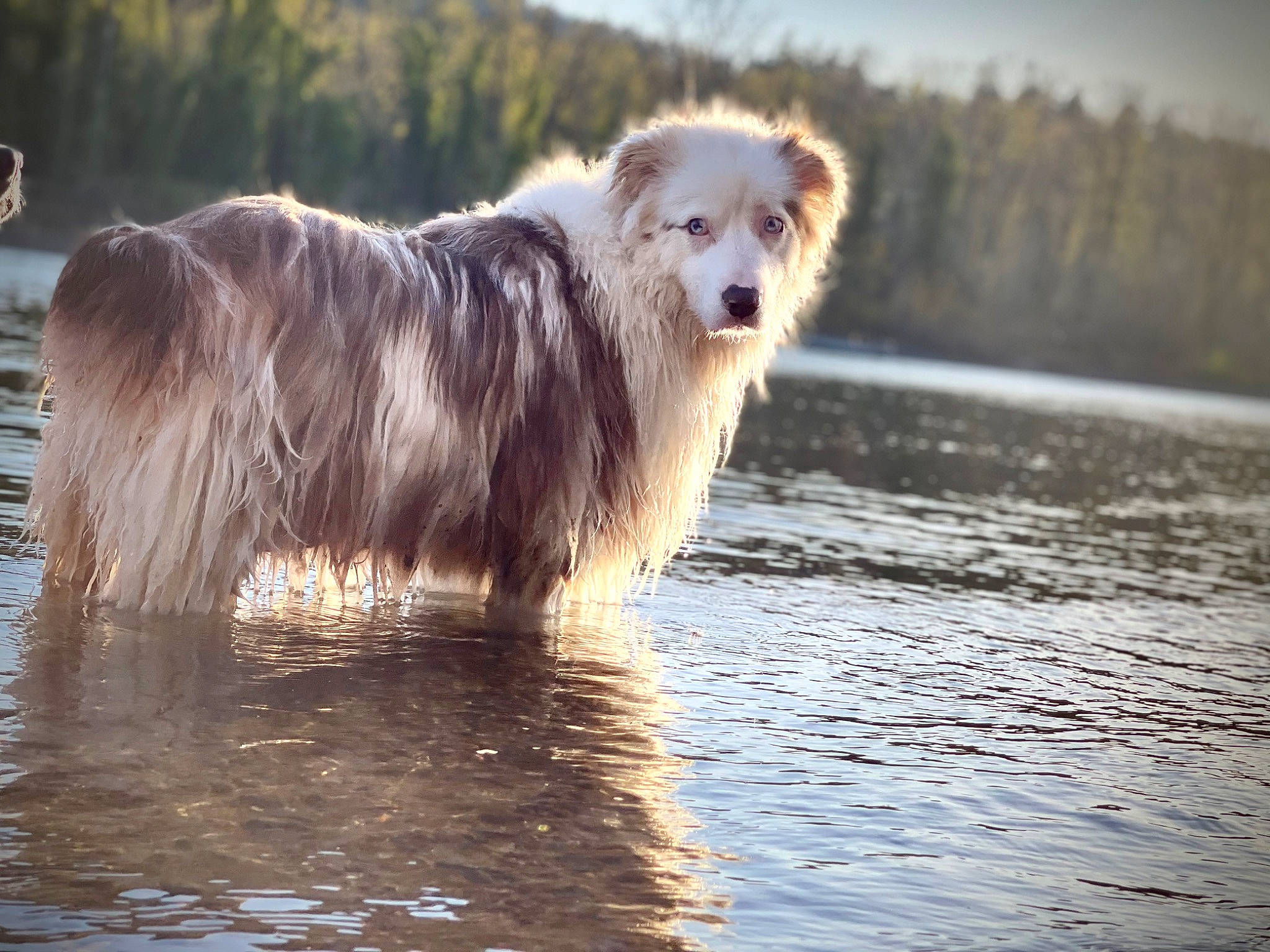 Sonora is registered to the contest to win money with this photo: ancient_dog_breeds, beach, canidae, carnivore, cloud, collie, companion_dog, dog, dog_breed, herding_dog, lake, ocean, reflection, sky, sporting_group, water, wave, wildlife, wind_wave, working_dog