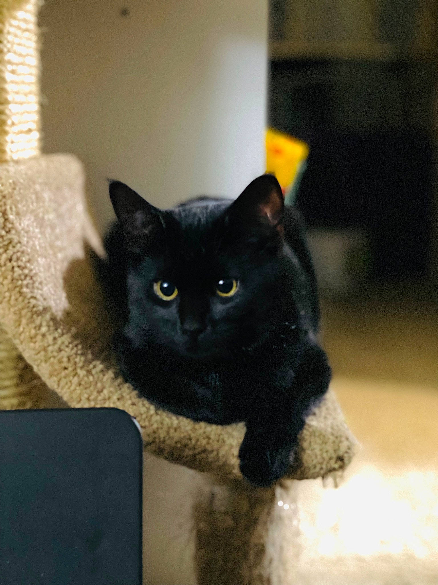 Moco is registered to the contest to win money with this photo: black_cat, bombay, carnivore, cat, domestic_short_haired_cat, felidae, fur, iris, paw, small_to_medium_sized_cats, snout, tail, terrestrial_animal, whiskers