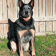 Roscoe Mills is registered to the contest to win money with this photo: alert, animal, black, brown, canine, daytime, dog, ears, fence, fur, grass, nature, outdoor, pet, portrait, shadow, sitting, sunlight, watchful, yard
