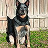 alert, animal, black, brown, canine, daytime, dog, ears, fence, fur, grass, nature, outdoor, pet, portrait, shadow, sitting, sunlight, watchful, yard