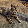 accessory, animal, carpet, cat, cute, domestic, ears, feline, fur, home, indoor, living_room, lying_down, paws, pearl_necklace, pet, relaxed, striped, tabby, whiskers
