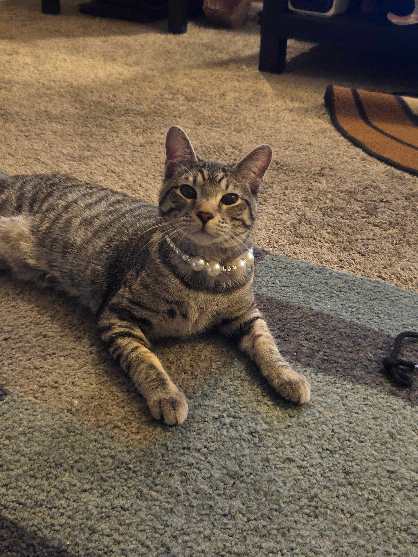 Houdini joined the competition — help win amazing prizes! accessory, animal, carpet, cat, cute, domestic, ears, feline, fur, home, indoor, living_room, lying_down, paws, pearl_necklace, pet, relaxed, striped, tabby, whiskers
