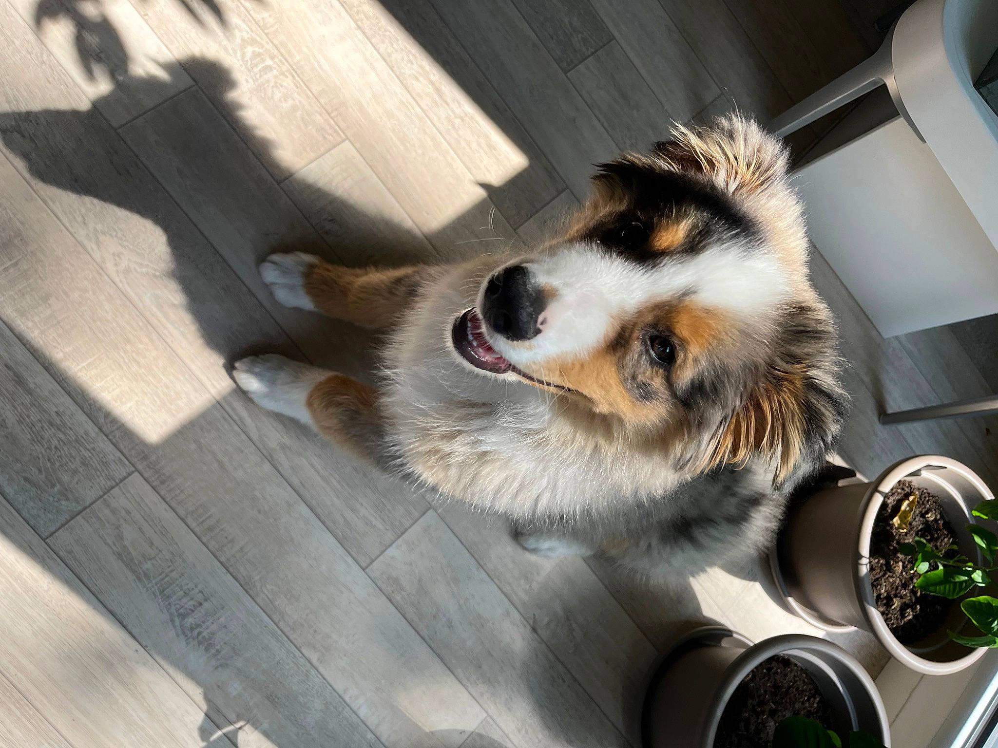 Taïko a rejoint le concours — aidez-le/la à gagner de superbes lots ! canidae, carnivore, companion_dog, dog, dog_breed, felidae, flooring, fur, hardwood, mammal, paw, plank, recipe, small_to_medium_sized_cats, spoon, sporting_group, tableware, tail, whiskers, wood