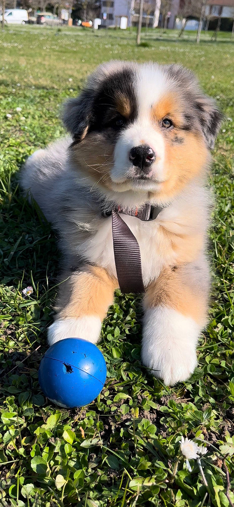 Taïko a rejoint le concours — aidez-le/la à gagner de superbes lots ! ball, bocce, canidae, carnivore, companion_dog, dog, dog_breed, dog_supply, dog_toy, electric_blue, fur, grass, green, plant, snout, sporting_group, tail, terrestrial_animal, working_animal, working_dog