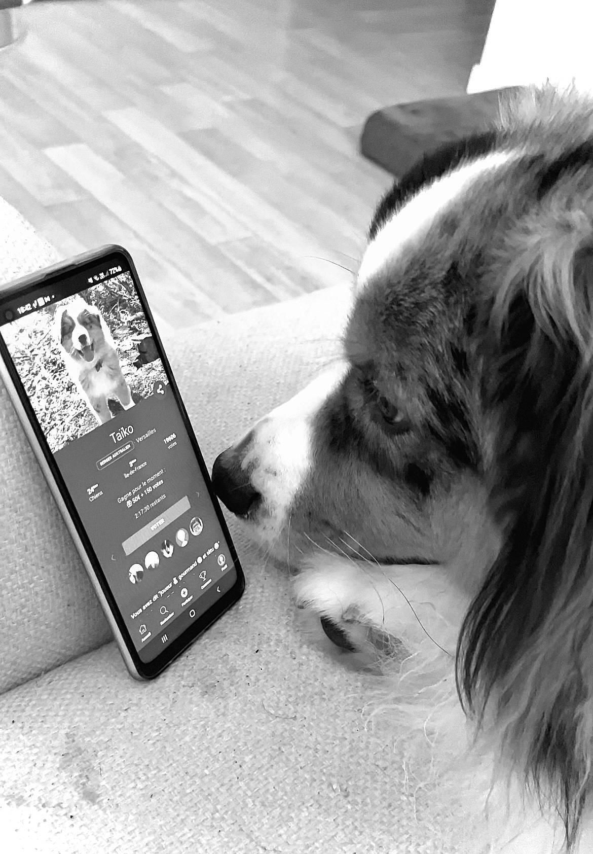 Taïko a rejoint le concours — aidez-le/la à gagner de superbes lots ! black_and_white, carnivore, communication_device, companion_dog, dog, dog_breed, flooring, font, fur, gadget, herding_dog, mobile_device, mobile_phone, monochrome, monochrome_photography, paw, portable_communications_device, telephone, telephony, whiskers