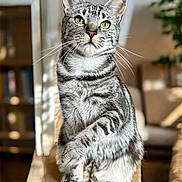 Ozzy is registered to the contest to win money with this photo: cat, tabby_cat, green_eyes, whiskers, fur, indoor, wooden_surface, sitting, raised_paw, feline, pet, domestic_animal, blurred_background, cozy, warm_lighting, portrait, animal, close_up, focused, cute