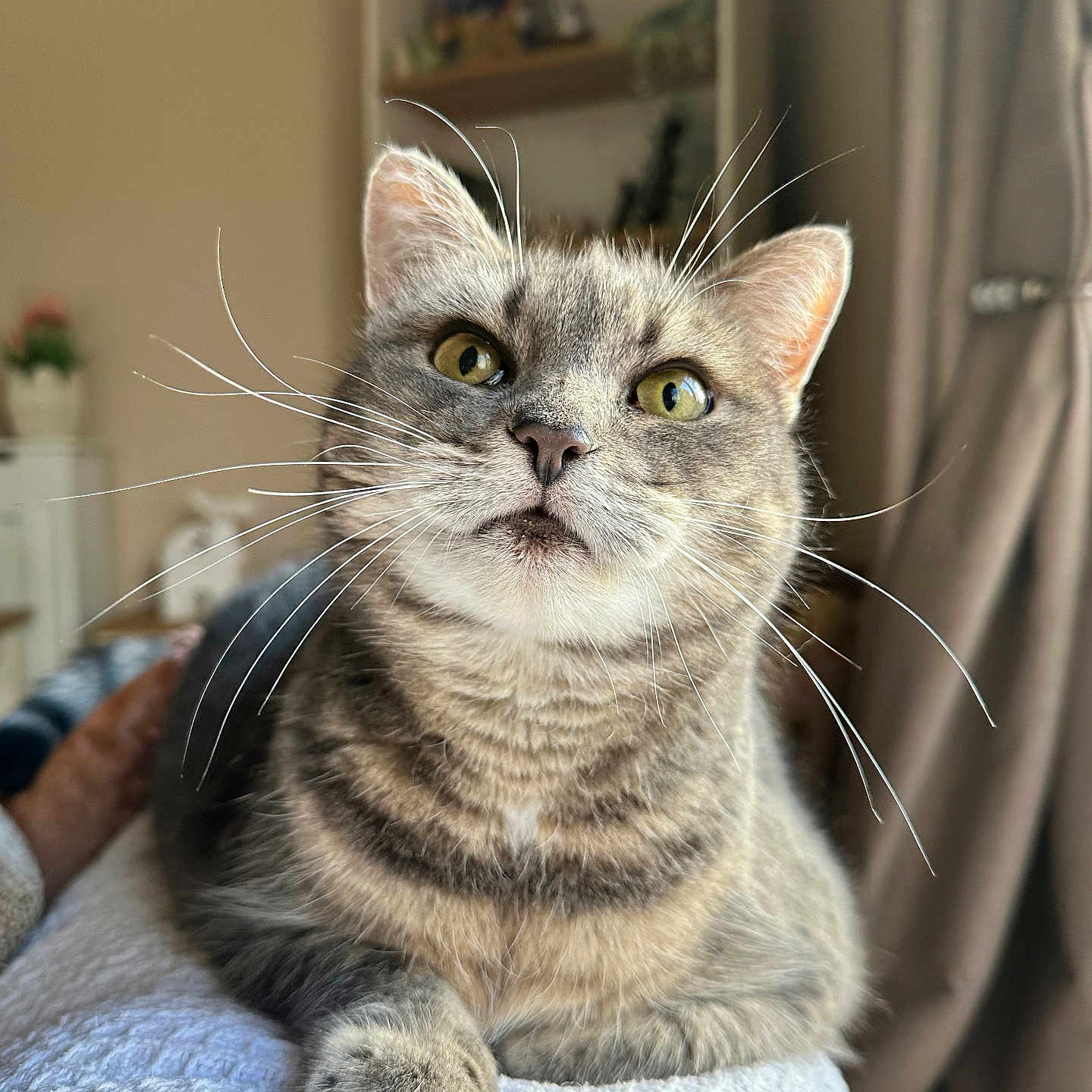 Skylar joined the competition — help win amazing prizes! cat, tabby_cat, whiskers, green_eyes, pet, indoor, cozy, feline, curious, close_up, animal, cute, relaxed, domestic_cat, fur, portrait, resting, home, soft_light, background_blur